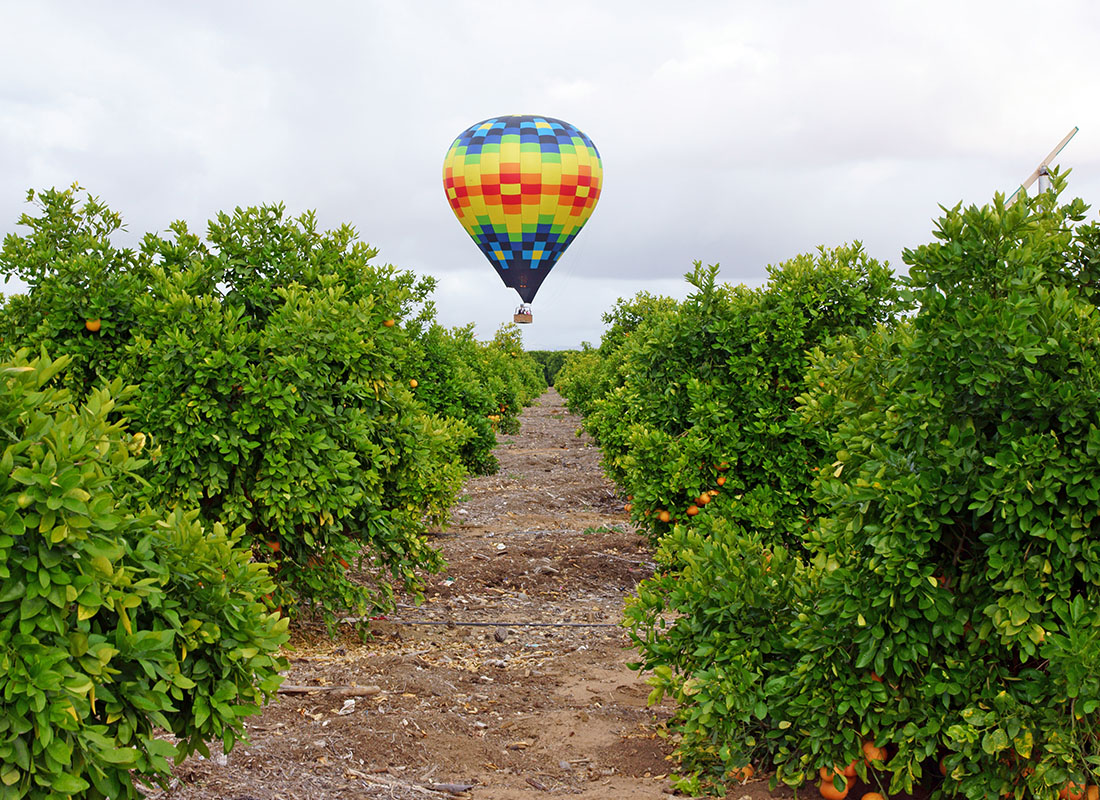 Contact - Hot Air Balloon Floating by a Field of Oranges